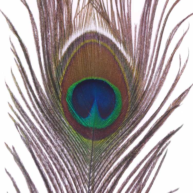 Структура перо павлина