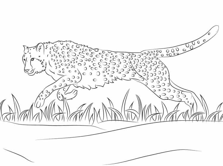 Переднеазиатский леопард раскраска