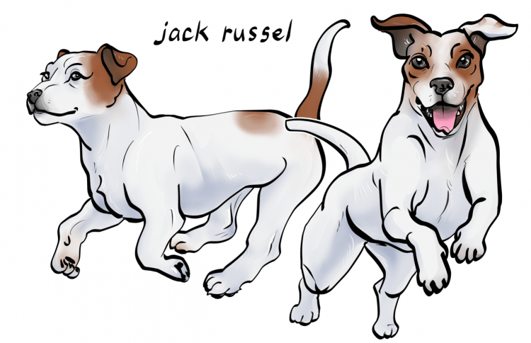 Рисунок собаки Джек Рассел терьер