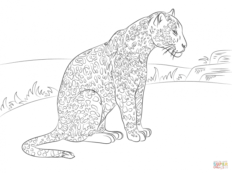 Флоридская Пума раскраска