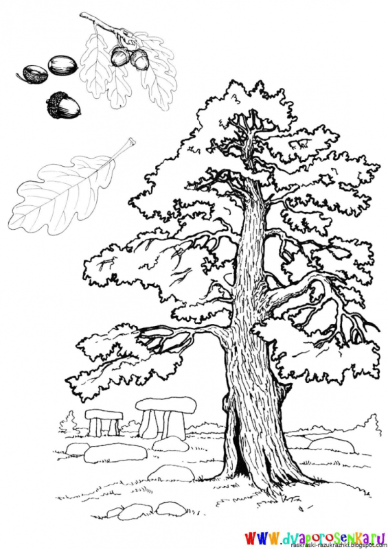 Раскраска леса