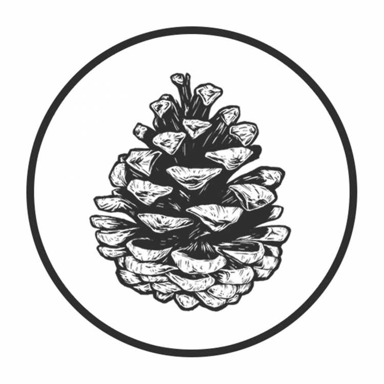 Сосна Сибирская Кедровая черно белая