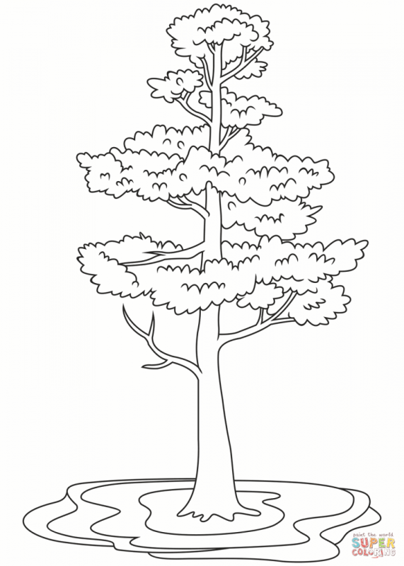 Ветка сосны раскраска