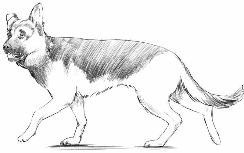 Раскраска немецкая овчарка