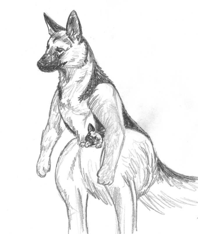 Красивые животные карандашом
