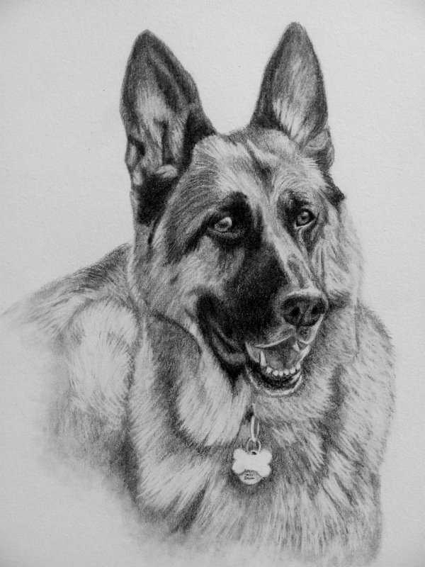 Щенок немецкой овчарки рисунок карандашом