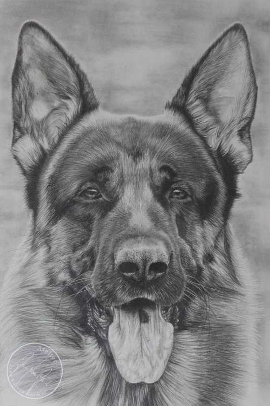 Разукрашки щенки немецкой овчарки