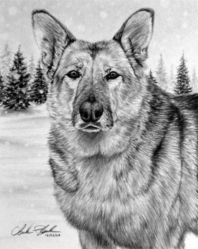 Овчарка карандашом для начинающих