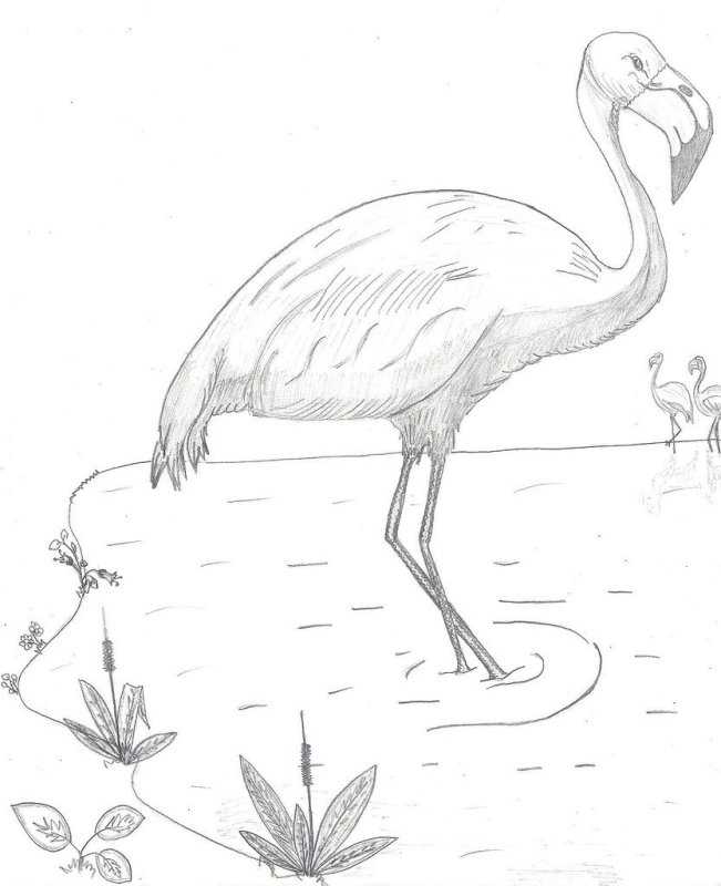 Фламинго карандашом