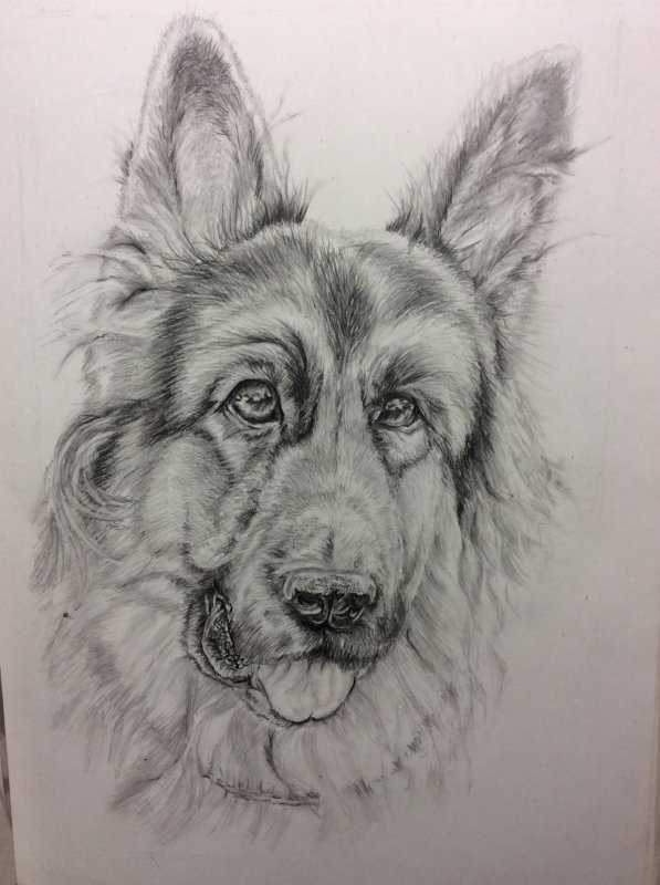 Немецкая овчарка рисунок