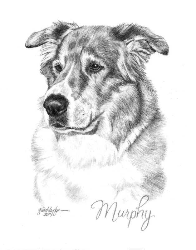 Овчарка карандашом