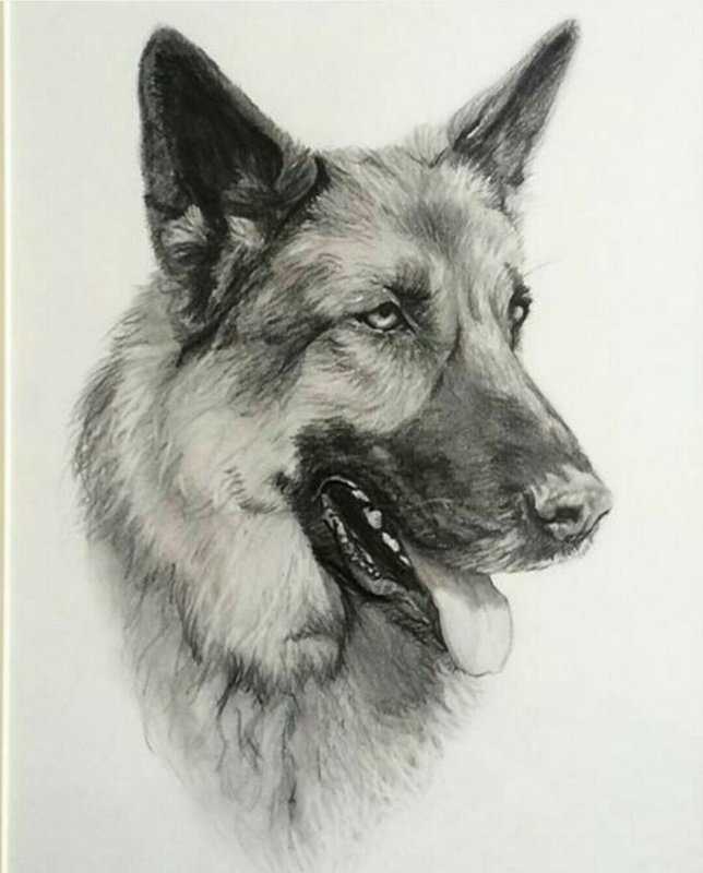 Немецкая овчарка скетч скетч