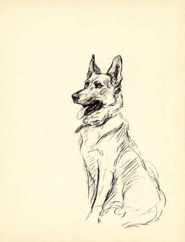 Немецкая овчарка нарис