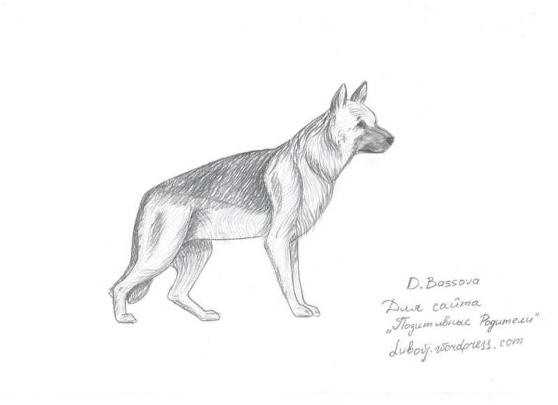 Немецкая овчарка лайн