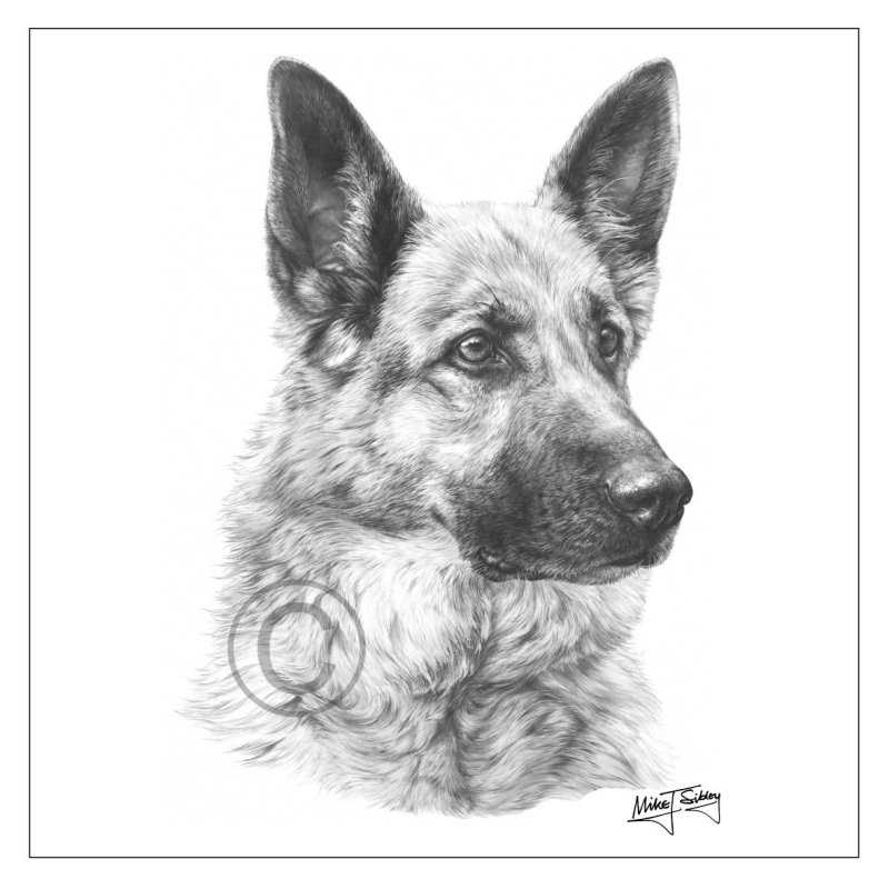Нарисовать немецкую овчарку карандашом