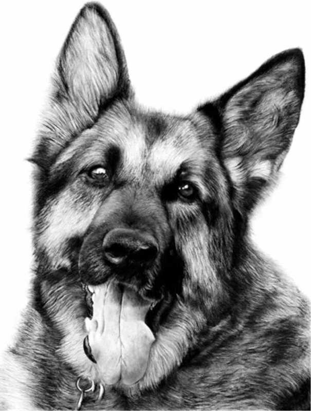 Овчарка рисунок