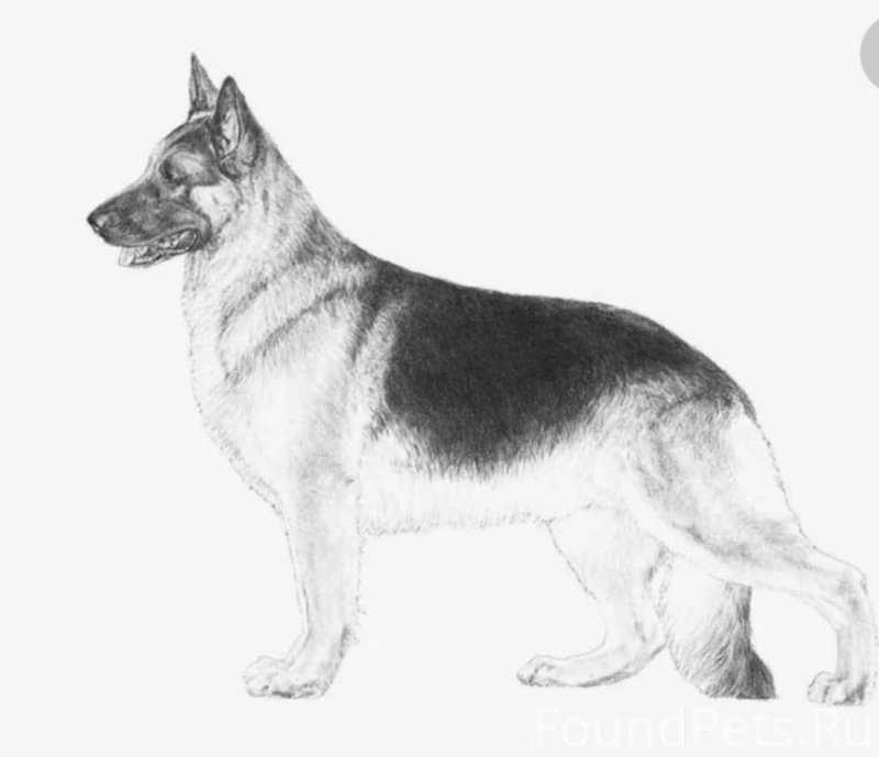 Австралийская пастушья собака раскраска