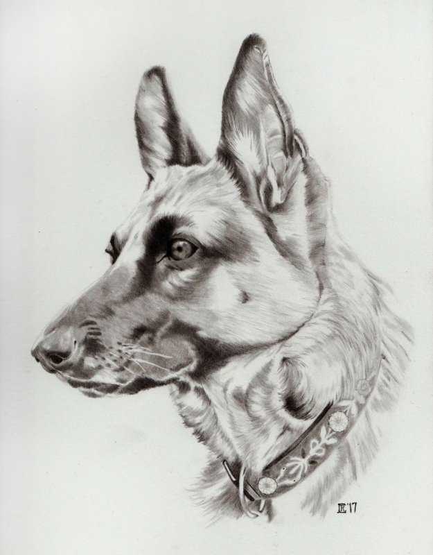 Восточно европейская овчарка карандашом