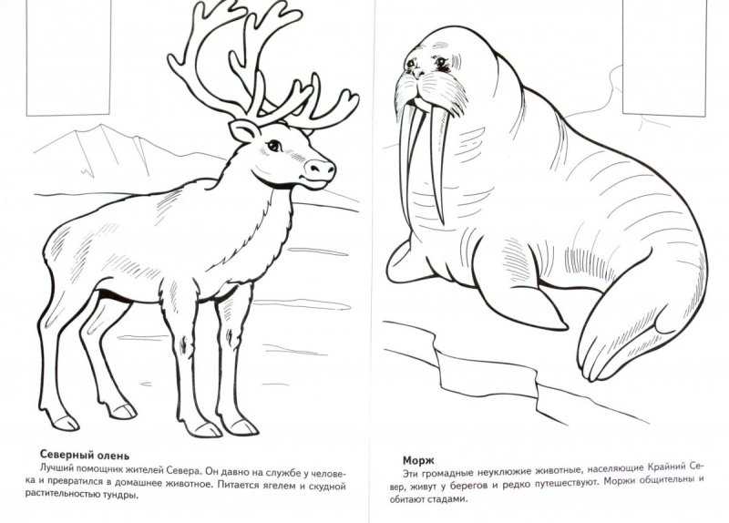 Животные красной книги раскраска