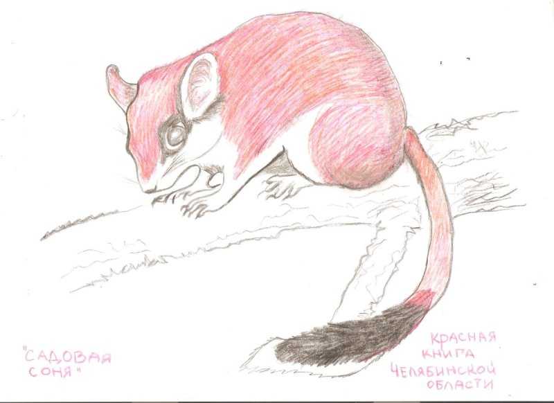 Соня Садовая красная книга России