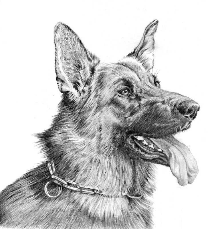 Восточно-европейская овчарка рисунок