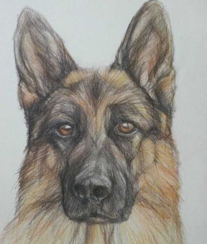 Малинуа карандашом