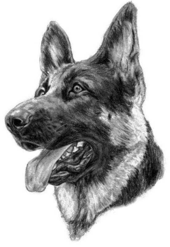 Немецкая овчарка рисунок
