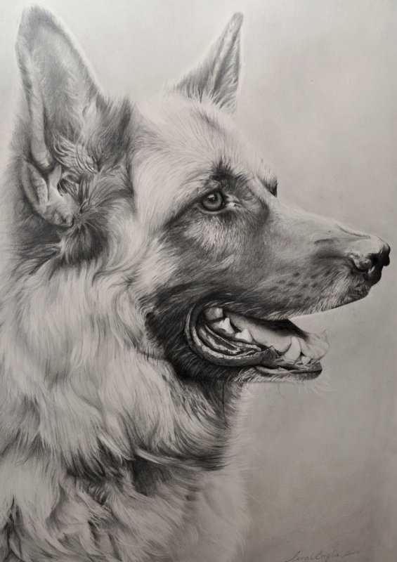 Раскраска немецкая овчарка