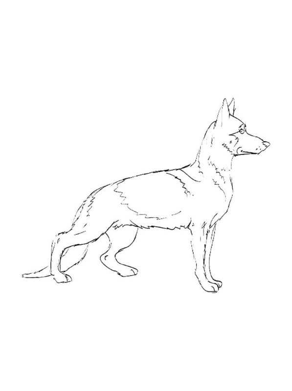 Наброски немецкой овчарки