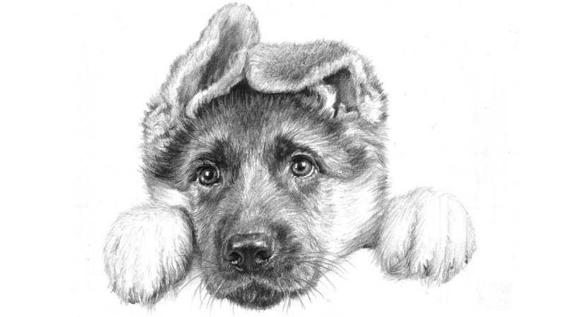 Немецкая овчарка цветными карандашами