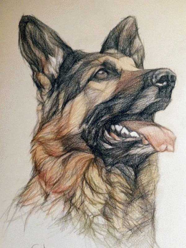 Малинуа скетч