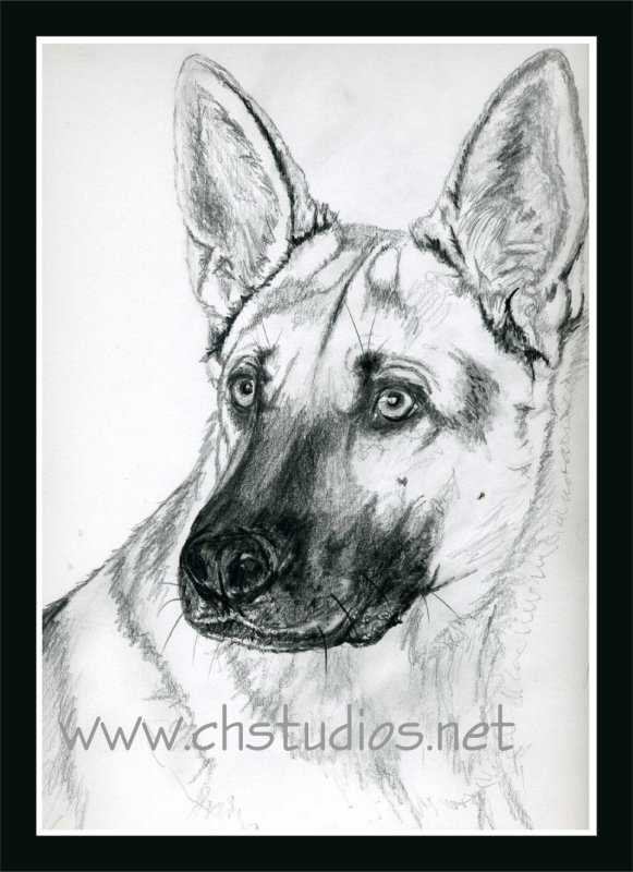 Немецкая овчарка карандашом