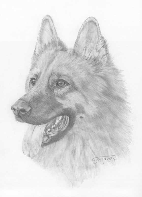 Немецкая овчарка Мухтар арт