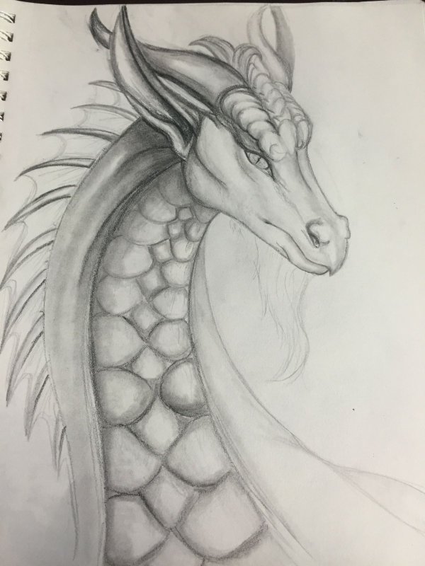 Драконы для срисовки красивые