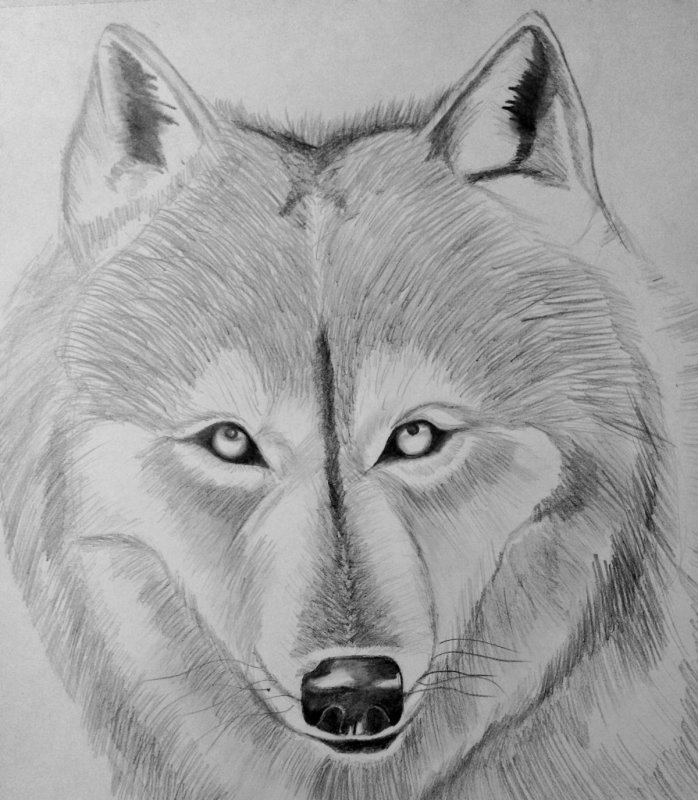 Азбука рисования карандашом волк