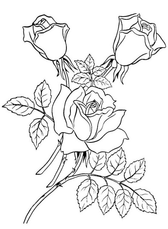 Букет роз рисунок