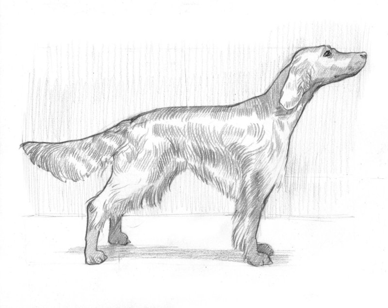 Собака тушью