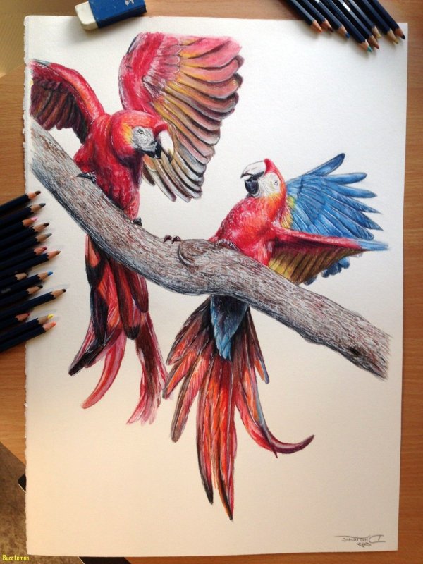 Натюрморт цветными карандашами