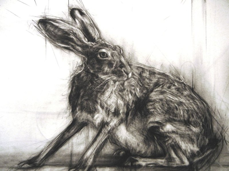 Кролик цветными карандашами