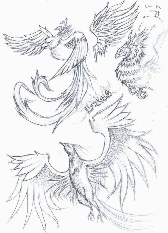 Феникс рисунок