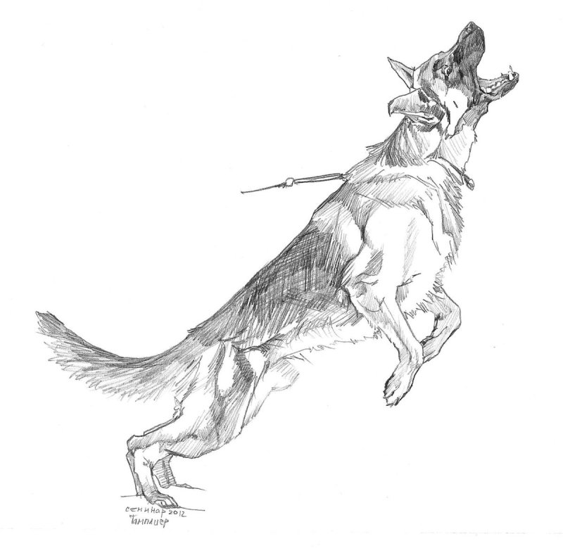 Лежачая собака рисунок