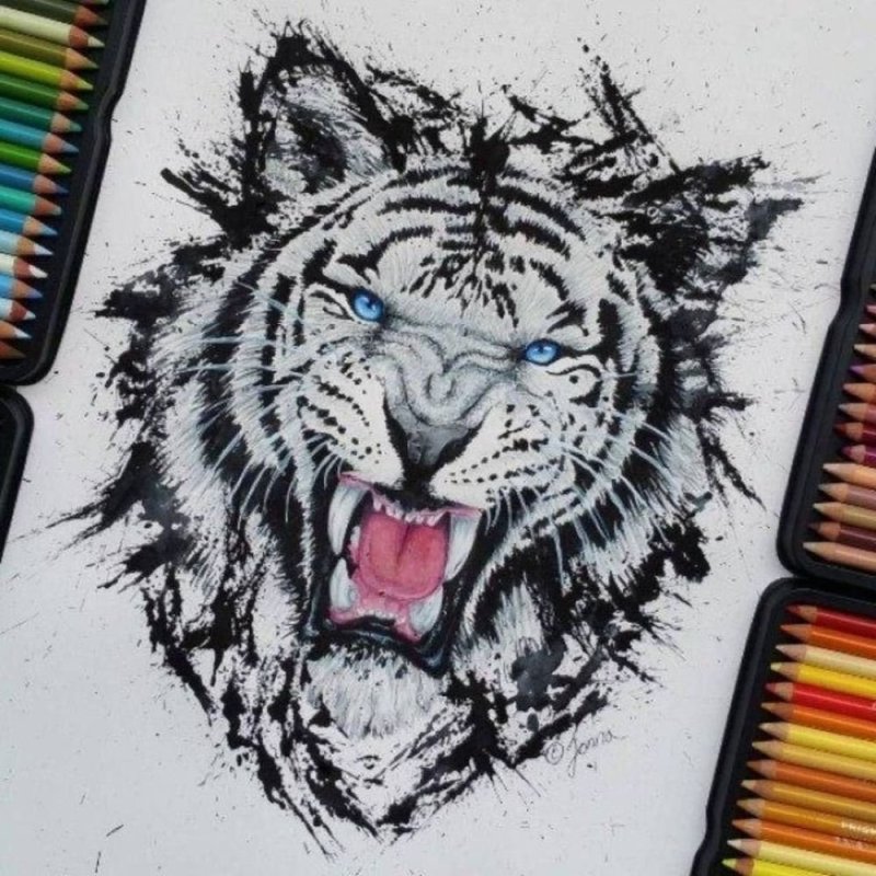 Эскиз тигра