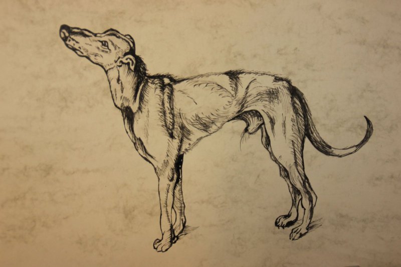 Барбос и Жулька