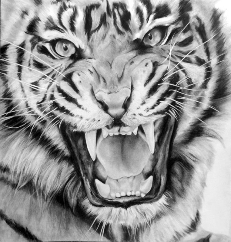 Тигр дизайн на черном фоне для рукавов