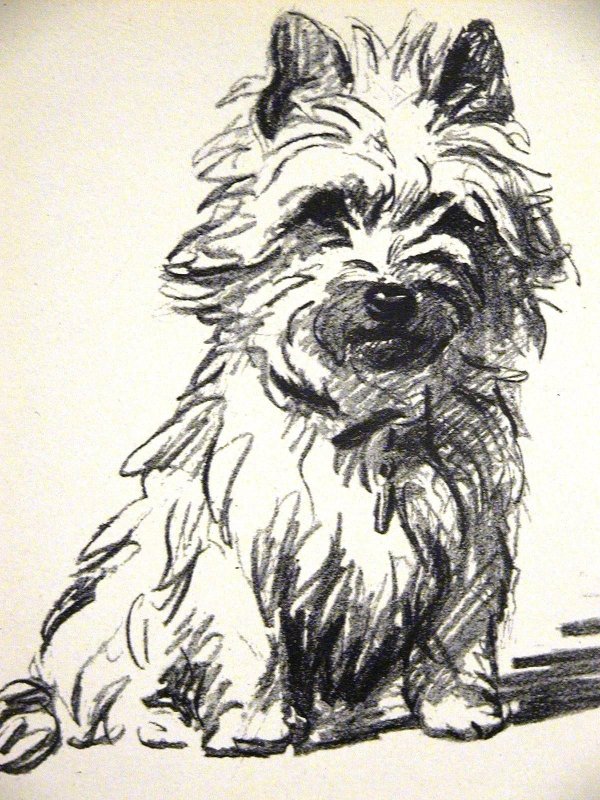 Кусака рисунок карандашом