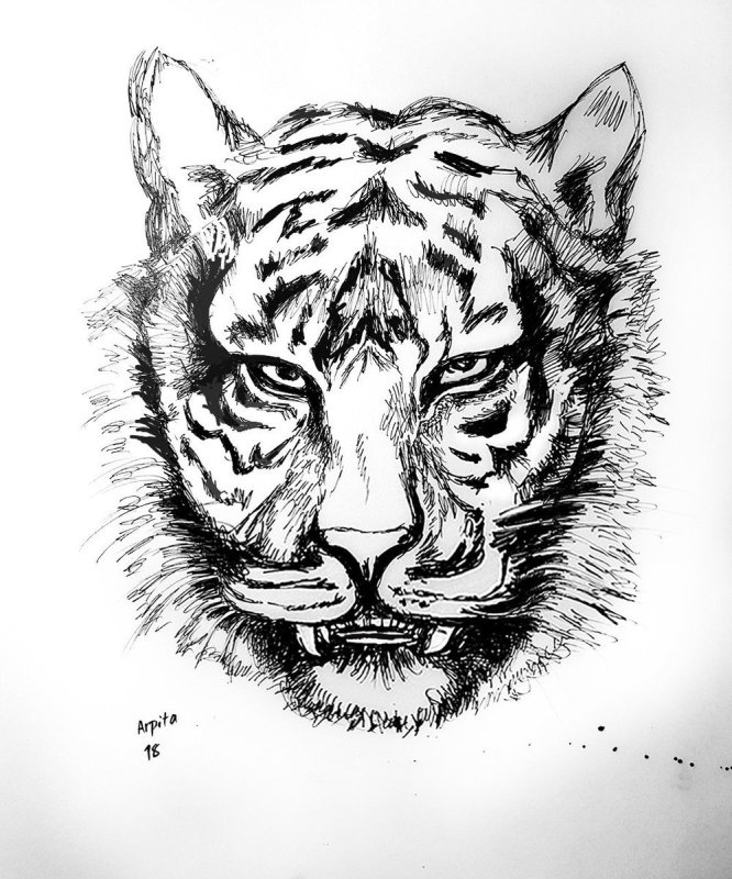 Тигр эскиз