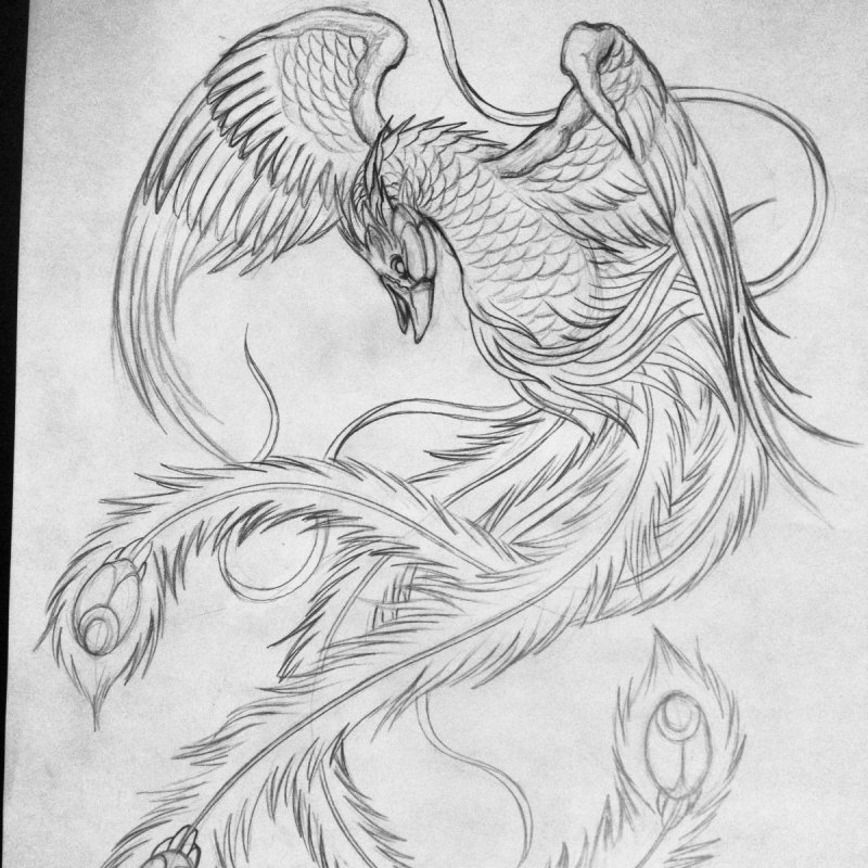 Феникс набросок