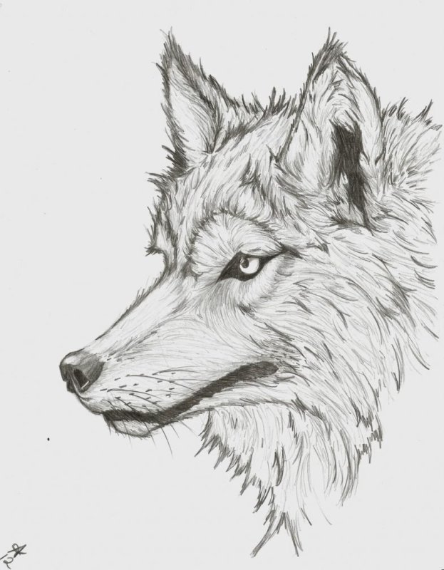 Волк рисунок карандашом сложно