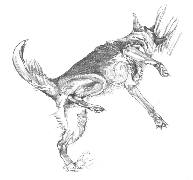 Кусака картинки нарисованные для срисовки