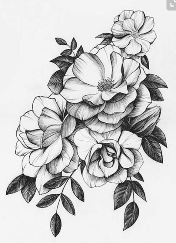 Цветы карандашом